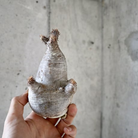 pachypodium gracilius 分頭  007