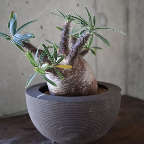 pachypodium gracilius  分頭 036