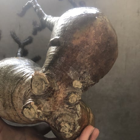 pachypodium gracilius  3頭