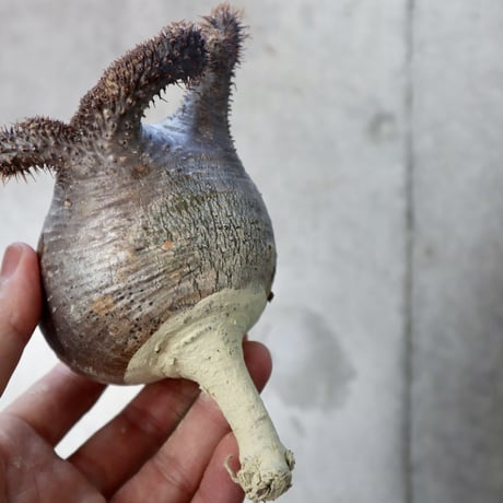 pachypodium gracilius   crest  007