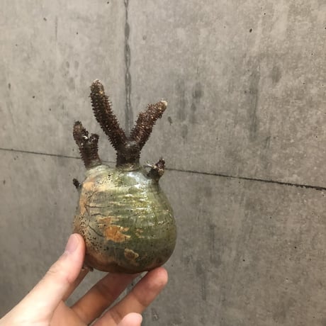 pachypodium gracilius  114