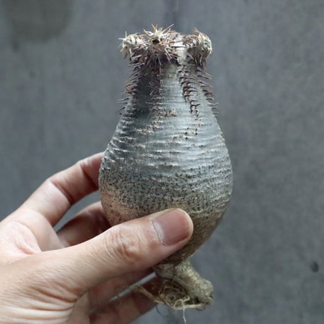 pachypodium gracilius 002