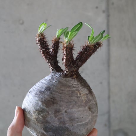 pachypodium gracilius  074