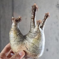 pachypodium gracilius  分頭 016