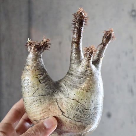 pachypodium gracilius  分頭 016