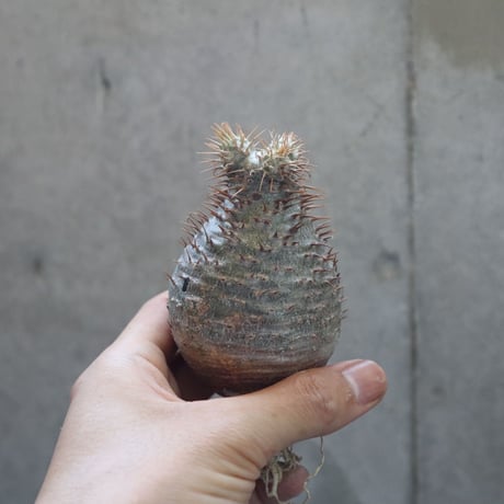 pachypodium gracilius  022
