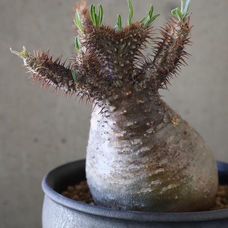 pachypodium gracilius   crest 024