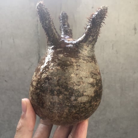 pachypodium gracilius  002