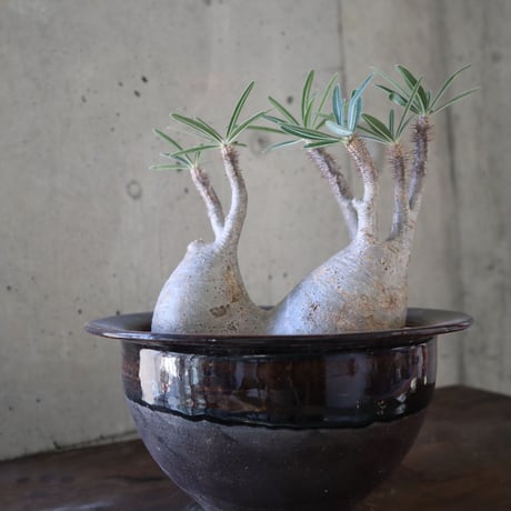 pachypodium gracilius  分頭 033