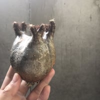 pachypodium gracilius  156