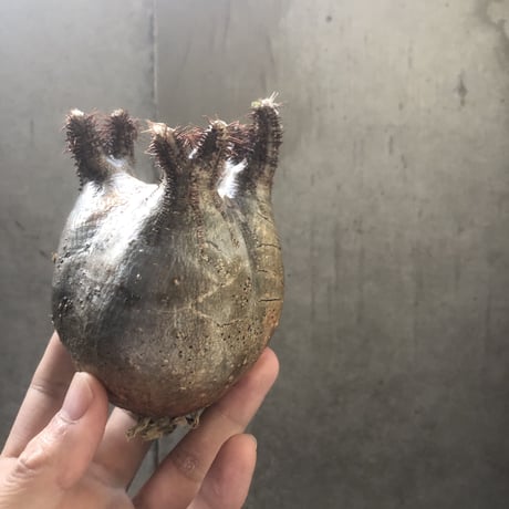 pachypodium gracilius  156