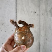 pachypodium gracilius   crest  007
