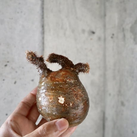 pachypodium gracilius   crest  007