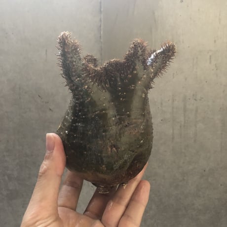 pachypodium gracilius   crest 001