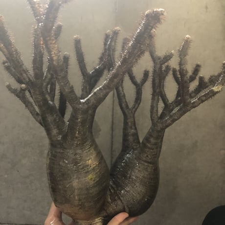 pachypodium gracilius  3頭