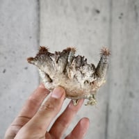 pachypodium gracilius  crest 005