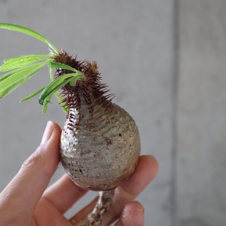 pachypodium gracilius  066