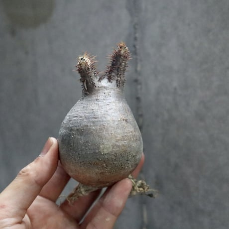 pachypodium gracilius 004