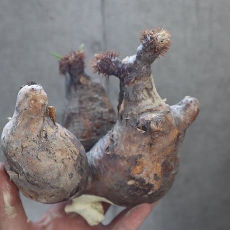 pachypodium gracilius  分頭 026