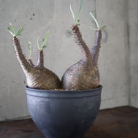 pachypodium gracilius  分頭 032