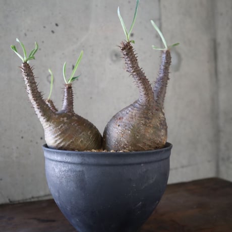 pachypodium gracilius  分頭 032