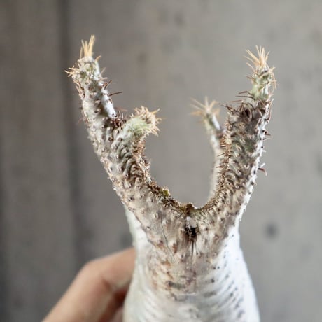 pachypodium gracilius   crest 012