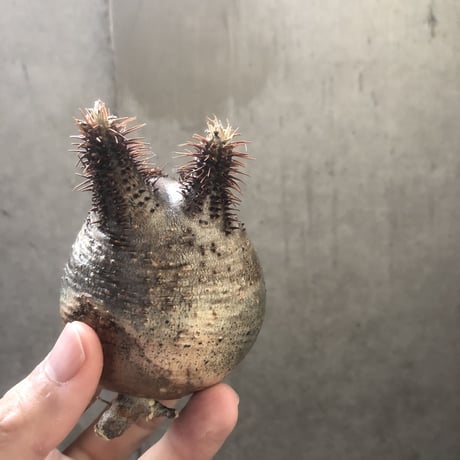 pachypodium gracilius  154