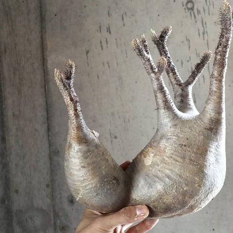 pachypodium gracilius  分頭 021
