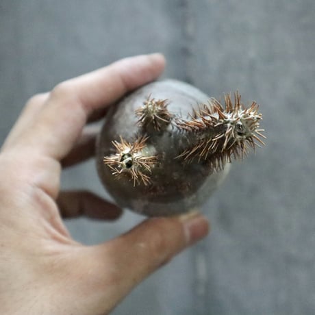 pachypodium gracilius  010