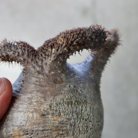 pachypodium gracilius   crest  007