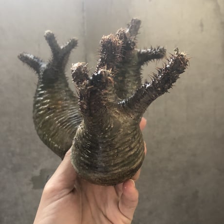 pachypodium gracilius  3頭 002