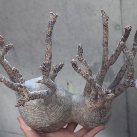 pachypodium gracilius  分頭 027