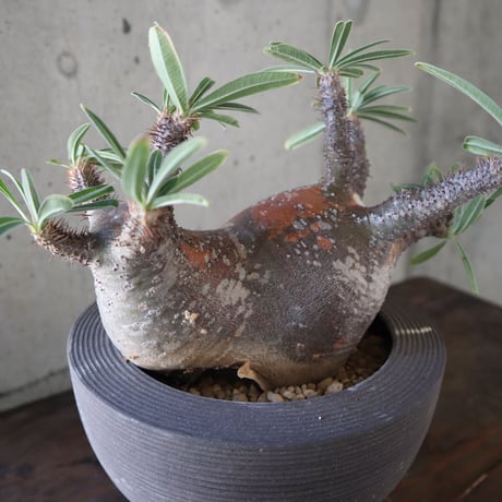 pachypodium gracilius  分頭 036