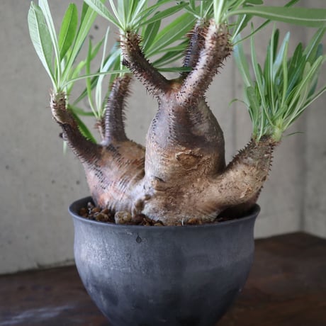 pachypodium gracilius  分頭 030
