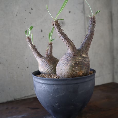 pachypodium gracilius  分頭 032