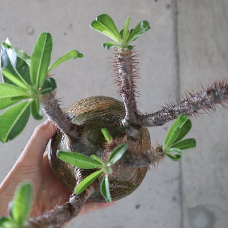 pachypodium gracilius  064