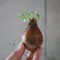 pachypodium gracilius  055