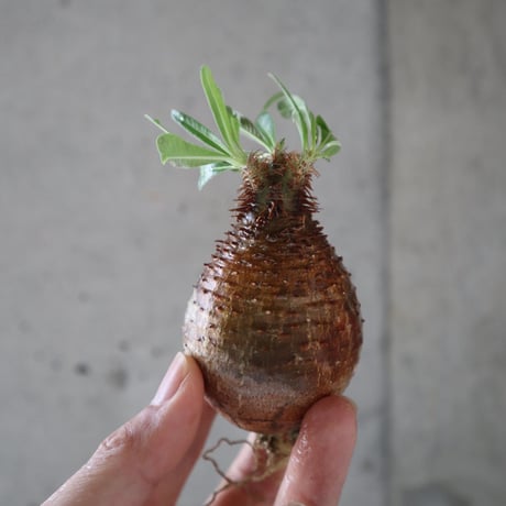 pachypodium gracilius  055