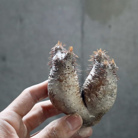 pachypodium gracilius  2頭