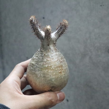 pachypodium gracilius  014