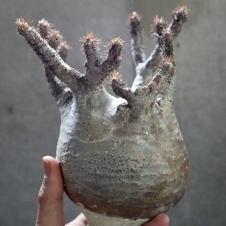 pachypodium gracilius  crest 004