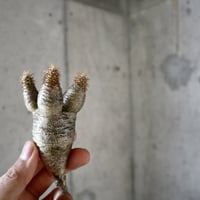 pachypodium gracilius  分頭  004