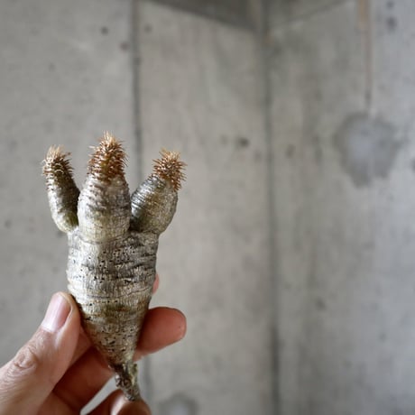pachypodium gracilius  分頭  004