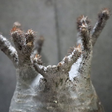 pachypodium gracilius  crest 004