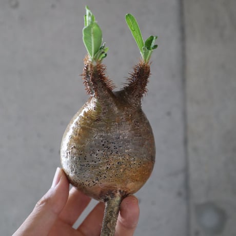 pachypodium gracilius  063