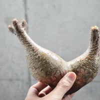 pachypodium gracilius  分頭 013