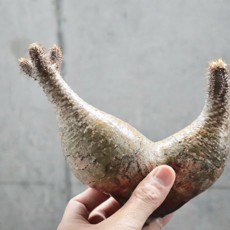 pachypodium gracilius  分頭 013