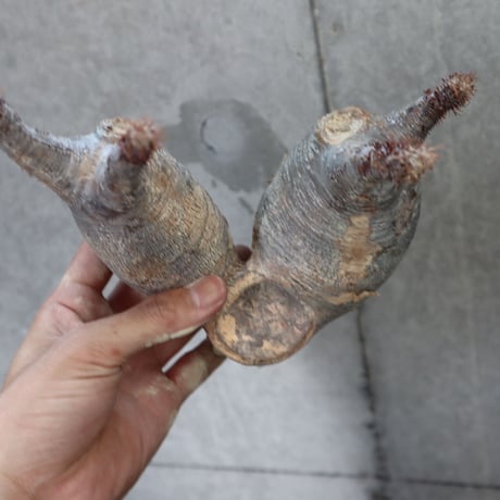 pachypodium gracilius  分頭 025