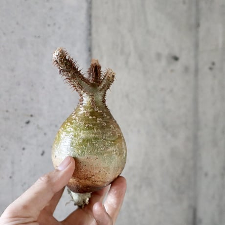 pachypodium gracilius  014