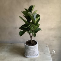 Ficus lyrata in coralstone pot"19in" (カシワバゴム・バンビーノ"50cm"コーラルストーンポット)